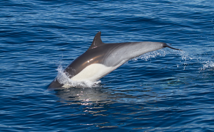 Commin Dolphins off San Diego, California (10/8/2011). Photo by Bill Hubick.