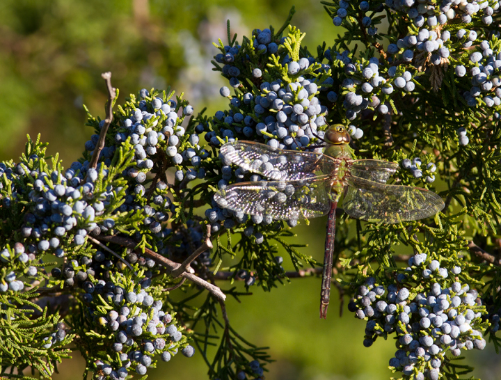 A worn Common Green Darner warms in the morning light at Bayside, Assateague Island, Maryland (10/16/2011). Photo by Bill Hubick.