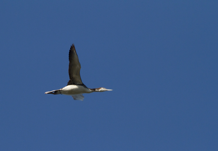 A migrant Common Loon in flight over Assateague Island, Maryland (10/16/2011). Photo by Bill Hubick.