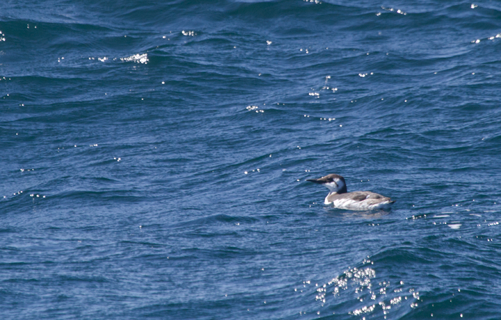 Common Murres off Santa Barbara, California (10/1/2011). Photo by Bill Hubick.