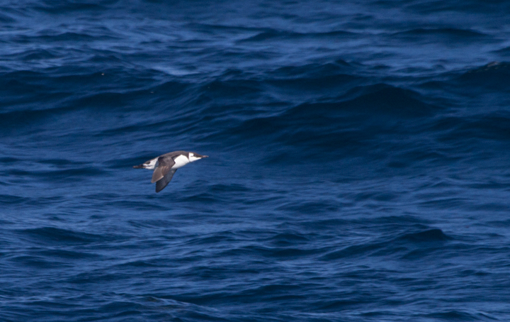 Common Murres off Santa Barbara, California (10/1/2011). Photo by Bill Hubick.