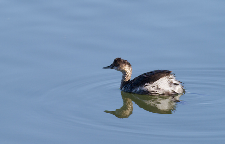 An Eared Grebe at Bolsa Chica, California (10/6/2011). Photo by Bill Hubick.