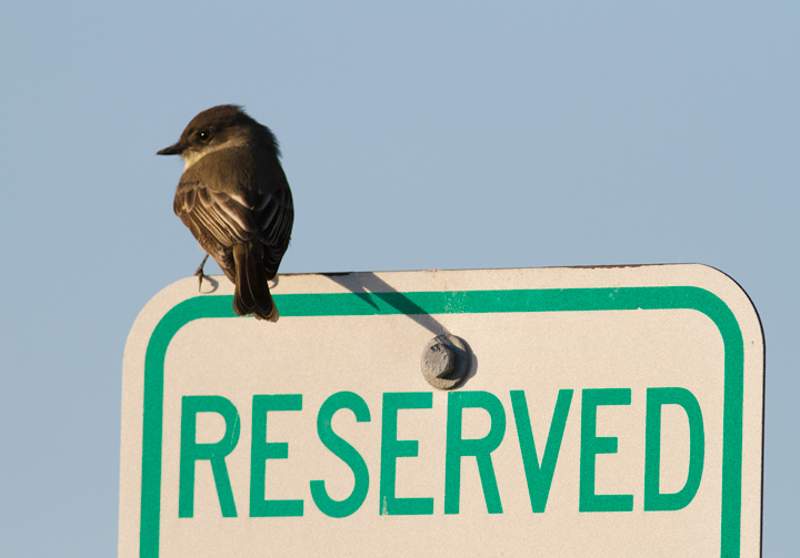 An Eastern Phoebe at Bayside, Assateague Island, Maryland (10/16/2011). Photo by Bill Hubick.