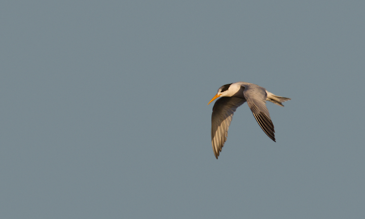 An Elegant Tern in flight at Bolsa Chica, California (10/6/2011). Photo by Bill Hubick.