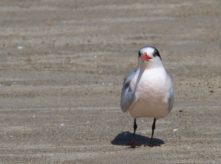 A very pink Elegant Tern on the beach at Malibu Lagoon, California (9/30/2011). Photo by Bill Hubick.