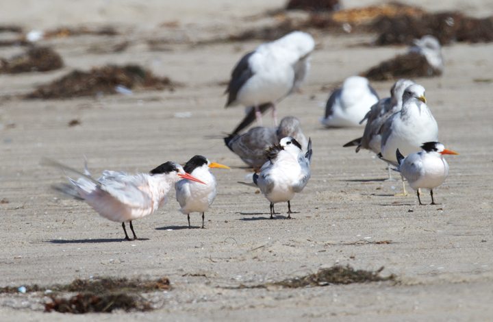 A very pink Elegant Tern on the beach at Malibu Lagoon, California (9/30/2011). Photo by Bill Hubick.