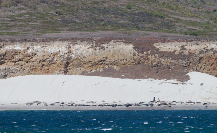 Elephant Seals hauled out in the distance in the Channel Islands, California (10/1/2011). Photo by Bill Hubick.