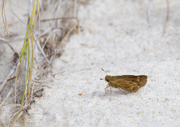 A lingering female Fiery Skipper on Assateague Island, Maryland (10/22/2011). Photo by Bill Hubick.