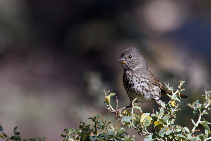 "Thick-billed" Fox Sparrows near Mount Pinos, California (10/1/2011). Photo by Bill Hubick.