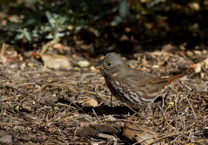 "Thick-billed" Fox Sparrows near Mount Pinos, California (10/1/2011). Photo by Bill Hubick.