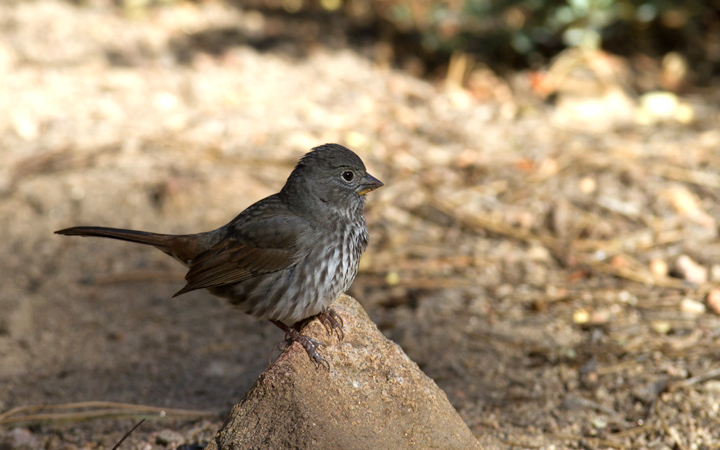 "Thick-billed" Fox Sparrows near Mount Pinos, California (10/1/2011). Photo by Bill Hubick.