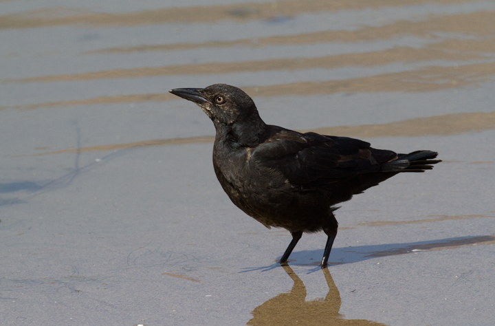 Not a crow! A Great-tailed Grackle is molting its tail feathers, much like our East Coast Boat-tailed Grackles and other blackbirds at this time of year. (9/30/2011) Photo by Bill Hubick.