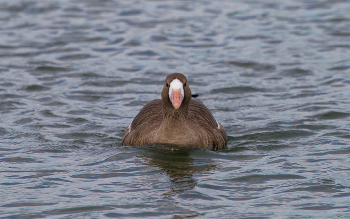 A western Greater White-fronted Goose in eastern Los Angeles Co., California (10/4/2011). Photo by Bill Hubick.