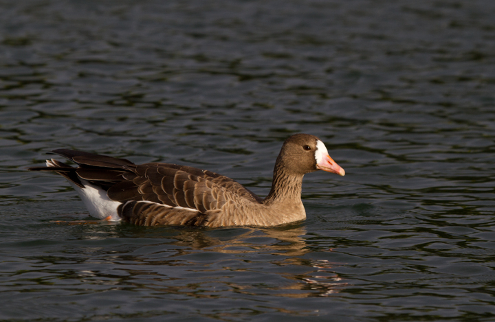 A western Greater White-fronted Goose in eastern Los Angeles Co., California (10/4/2011). Photo by Bill Hubick.