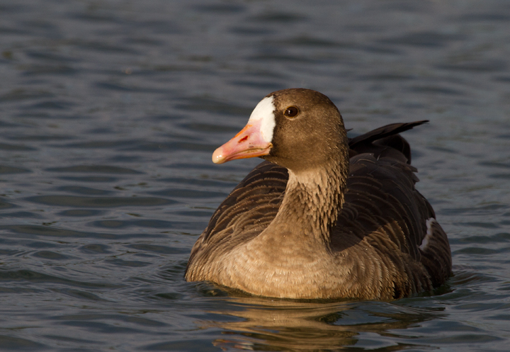 A western Greater White-fronted Goose in eastern Los Angeles Co., California (10/4/2011). Photo by Bill Hubick.