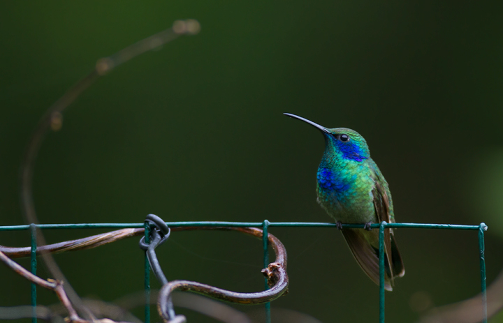 Maryland's first record of Green Violetear, a Central and South American species. The blue patch on the chest suggests that this bird belongs to the nominate, northernmost subspecies (Mexico to Nicaragua). - Elkton, Cecil Co., Maryland (10/12/2011). Photo by Bill Hubick.