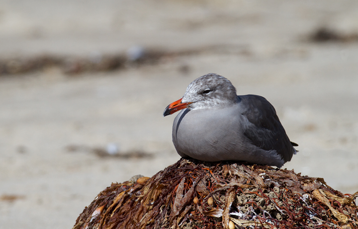 An adult Heermann's Gull at Malibu Lagoon, California (9/30/2011). Photo by Bill Hubick.