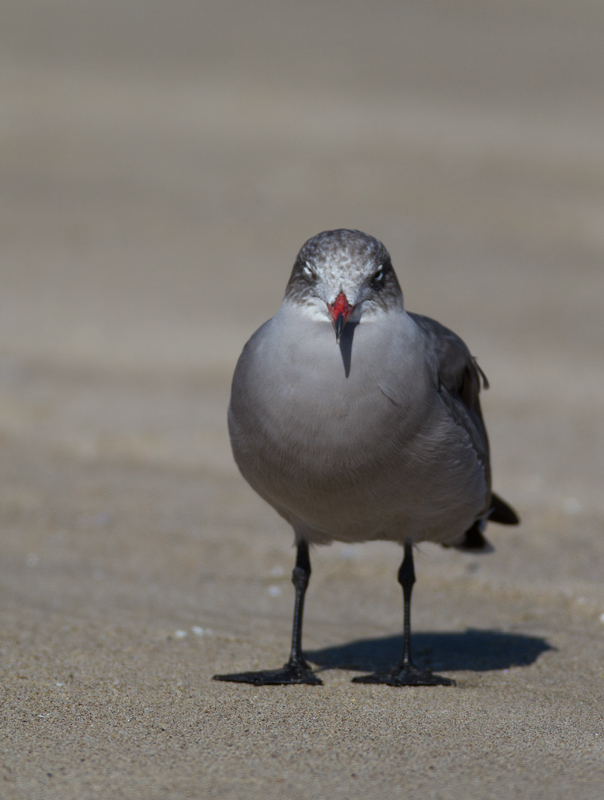 An adult Heermann's Gull at Malibu Lagoon, California (9/30/2011). Photo by Bill Hubick.