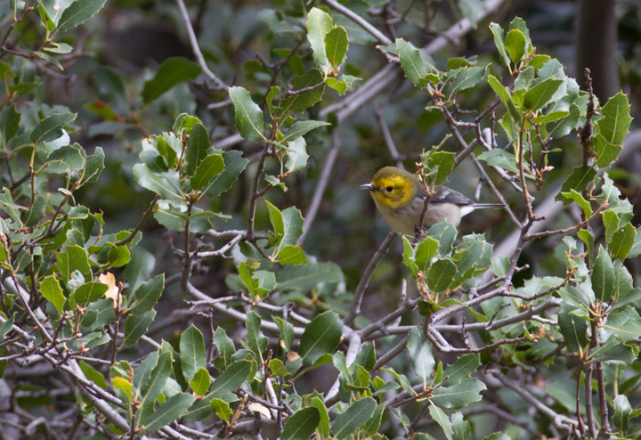 A Hermit Warbler near Hughes Lake, California (10/4/2011). Photo by Bill Hubick.