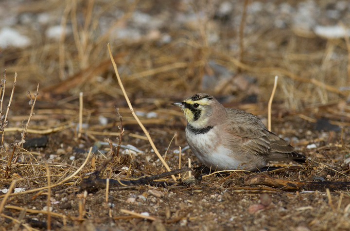 Horned Larks near Mojave, California (10/5/2011). Photo by Bill Hubick.