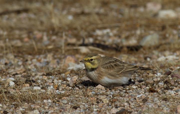 Horned Larks near Mojave, California (10/5/2011). Photo by Bill Hubick.