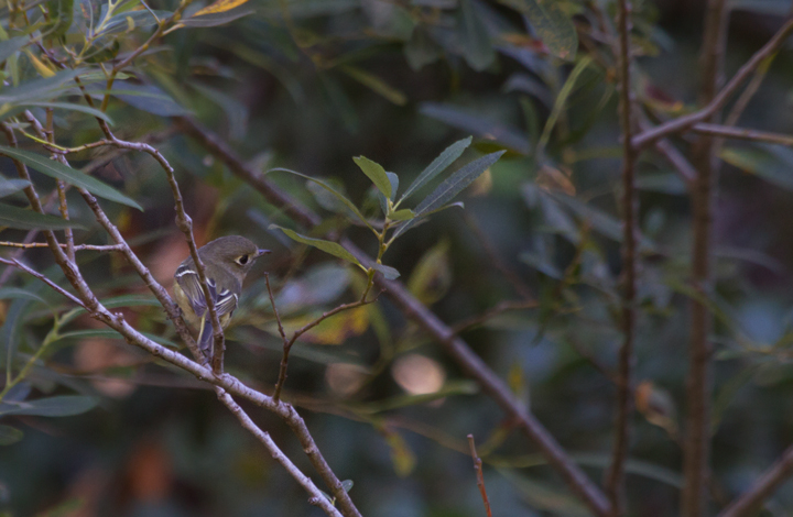 The endemic subspecies of Hutton's Vireo found on Santa Cruz Island, California (10/2/2011). Photo by Bill Hubick.