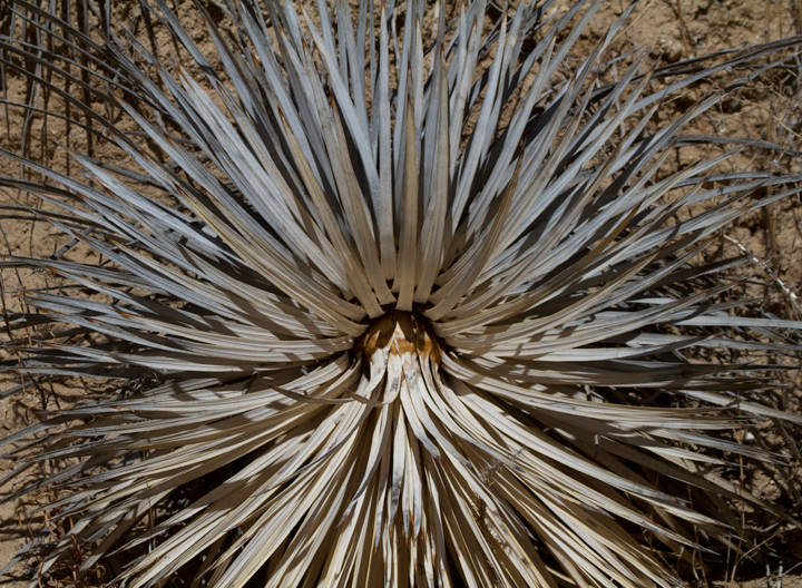 Jawbone Canyon, California (10/5/2011) Photo by Bill Hubick.