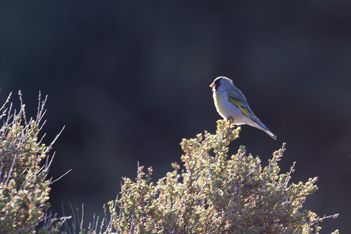 A distant male Lawrence's Goldfinch near Mt. Pinos, California (9/30/2011). Stay tuned for far better photos. A highlight of the trip was encountering a flock of 120 Lawrence's Goldfinches! Photo by Bill Hubick.