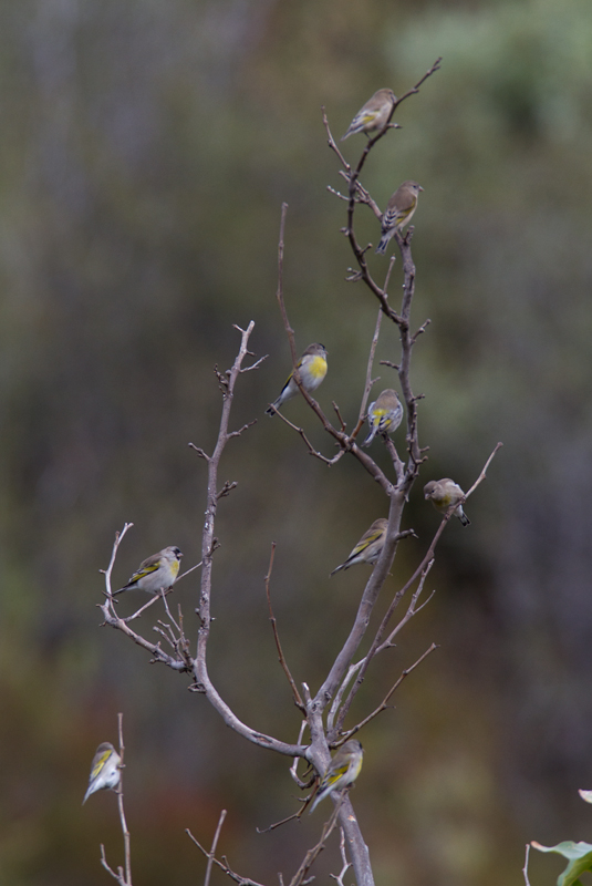 Some of the 120 Lawrence's Goldfinches we found near Hughes Lake, California (10/4/2011) - unforgettable! Photo by Bill Hubick.