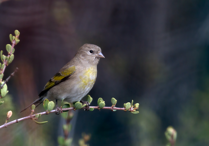 Some of the 120 Lawrence's Goldfinches we found near Hughes Lake, California (10/4/2011) - unforgettable! Photo by Bill Hubick.