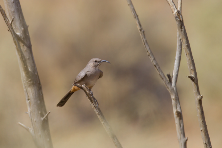 A Le Conte's Thrasher allows rare glimpses as it runs between patches of desert scrub in Kern Co., California (10/3/2011). Photo by Bill Hubick.