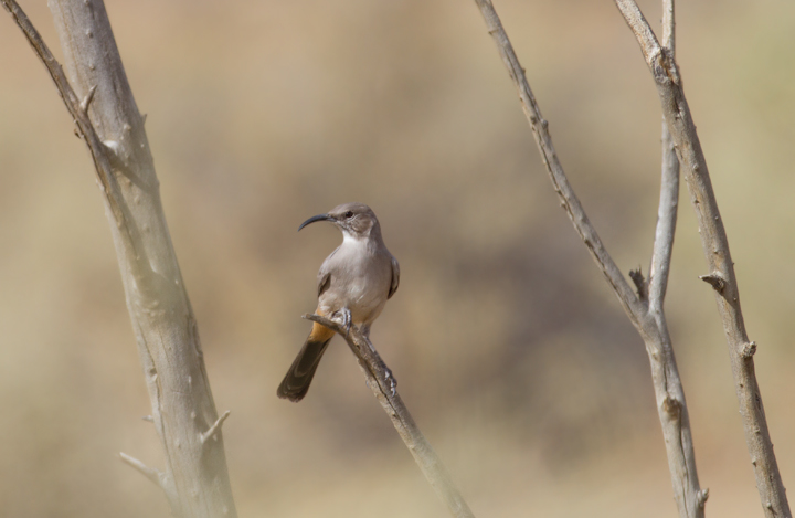 A Le Conte's Thrasher allows rare glimpses as it runs between patches of desert scrub in Kern Co., California (10/3/2011). Photo by Bill Hubick.