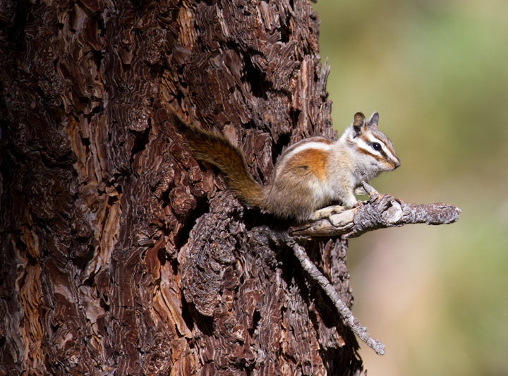 A Lodgepole Chipmunk on Mount Pinos, California (10/1/2011). Photo by Bill Hubick.