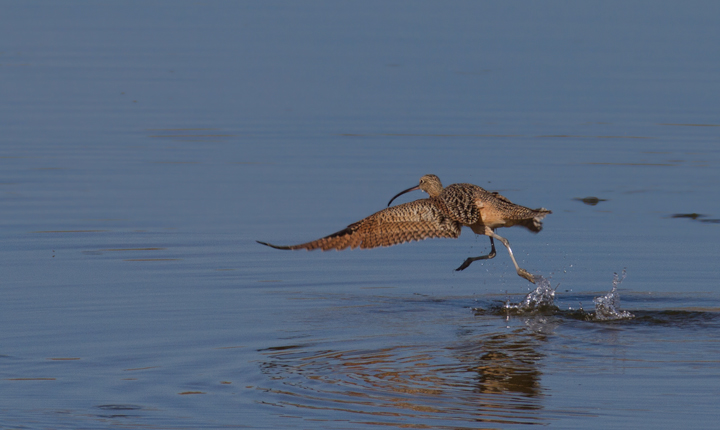 A Long-billed Curlew at Bolsa Chica, California (10/6/2011). Photo by Bill Hubick.