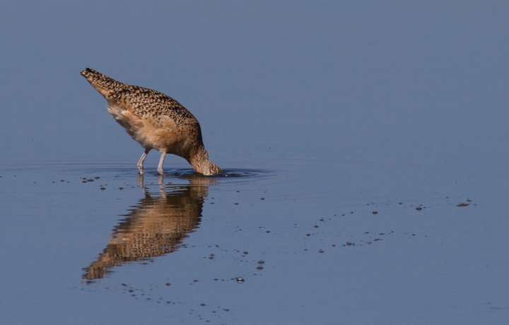 A Long-billed Curlew forages at Bolsa Chica, California (10/6/2011). Photo by Bill Hubick.