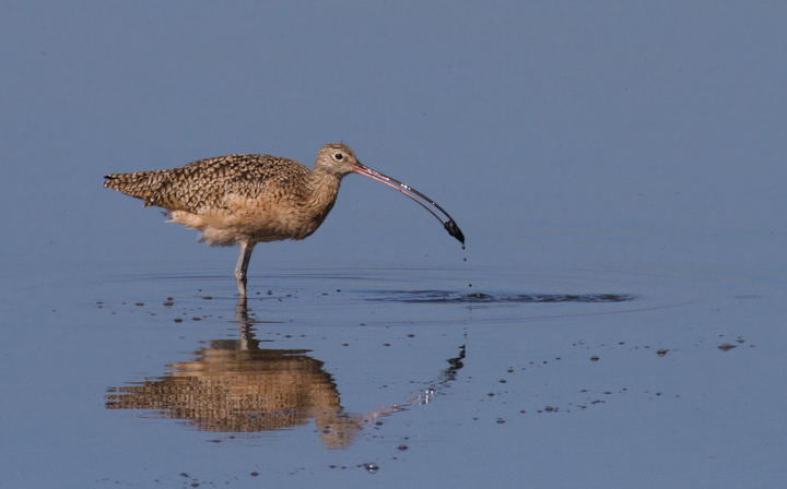 A Long-billed Curlew forages at Bolsa Chica, California (10/6/2011). Photo by Bill Hubick.