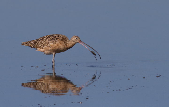 A Long-billed Curlew forages at Bolsa Chica, California (10/6/2011). Photo by Bill Hubick.