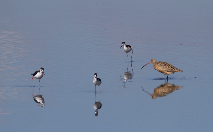A Long-billed Curlew forages among Black-necked Stilts at Bolsa Chica, California (10/6/2011). Photo by Bill Hubick.