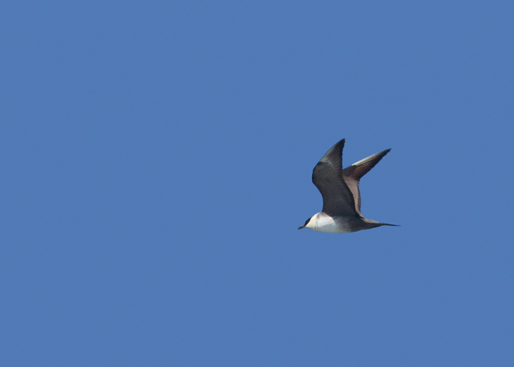An adult Long-tailed Jaeger offshore in Santa Barbara Co., California (10/1/2011). Photo by Bill Hubick.