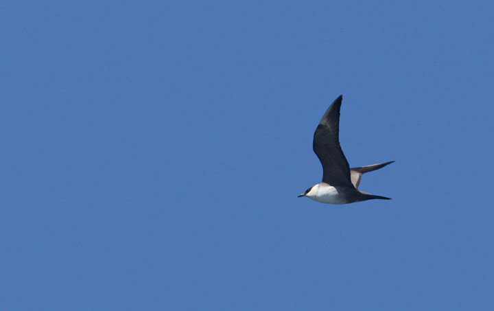 An adult Long-tailed Jaeger offshore in Santa Barbara Co., California (10/1/2011). Photo by Bill Hubick.