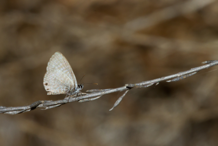 A Marine Blue on Santa Cruz Island, California (10/2/2011). Photo by Bill Hubick.