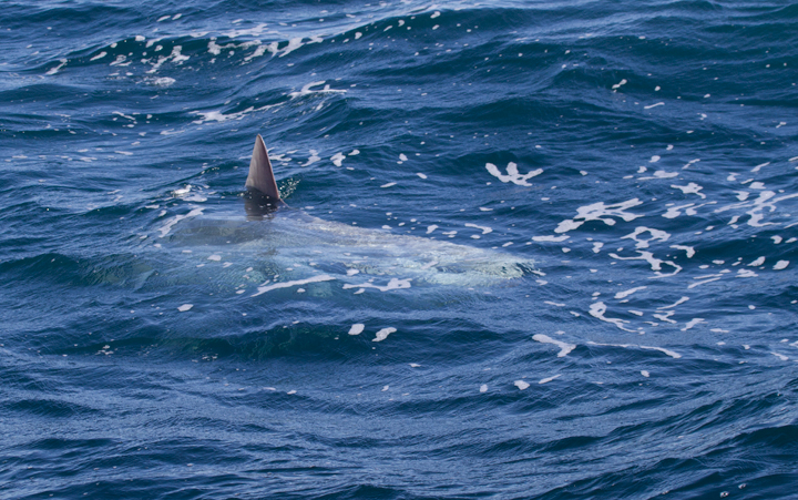 A Mola Mola, or Ocean Sunfish, off Santa Barbara, California (10/1/2011). Photo by Bill Hubick.