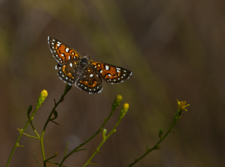 A Mormon Metalmark, my favorite new butterfly of the trip, found while searching for California Condors in Santa Barbara Co., California (10/1/2011). Photo by Bill Hubick.