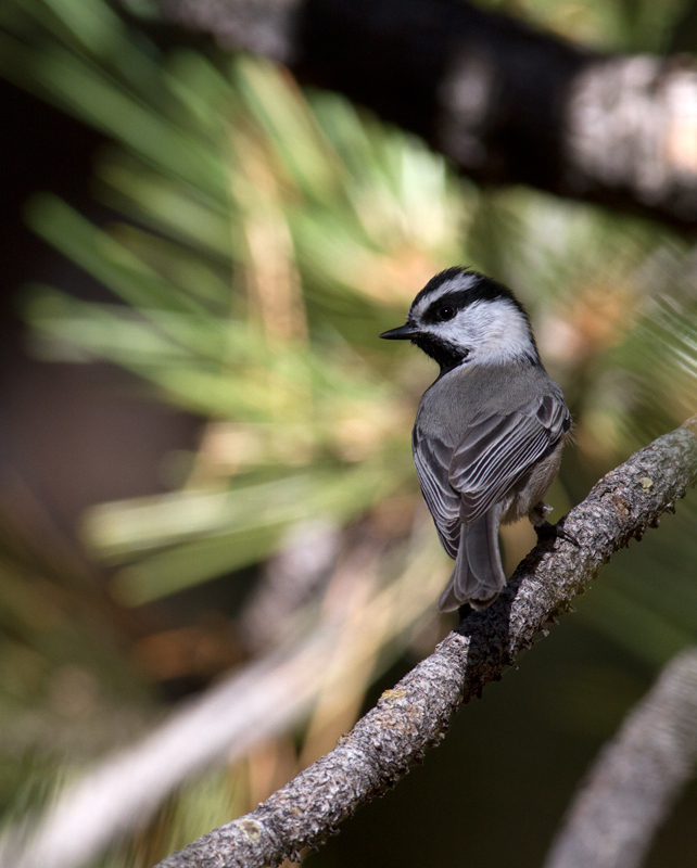 A Mountain Chickadee in the hills above Santa Barbara, California (10/1/2011). Photo by Bill Hubick.