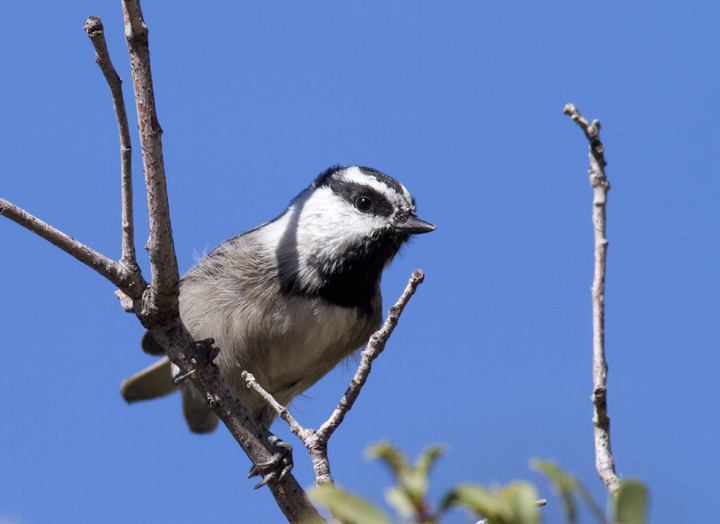 A Mountain Chickadee at Apache Saddle, California (10/4/2011). Photo by Bill Hubick.