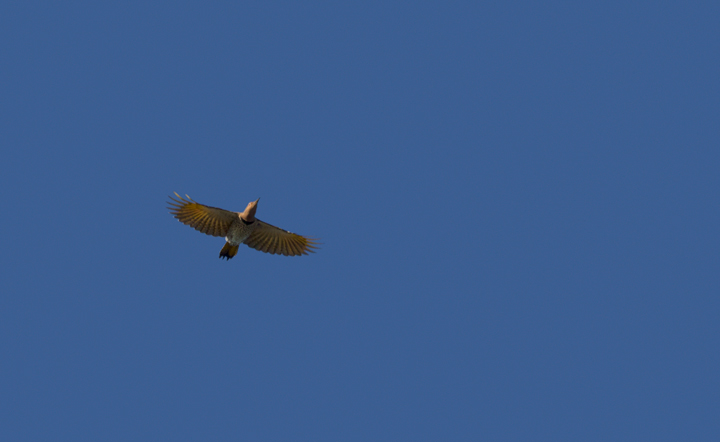 A Northern Flicker in flight over Assateague Island, Maryland (10/22/2011). Photo by Bill Hubick.