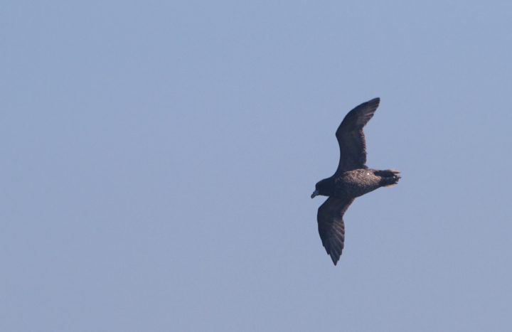 A Northern Fulmar off Santa Barbara, California (10/1/2011). Photo by Bill Hubick.