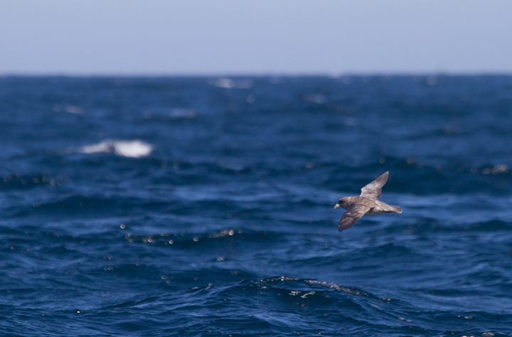 A Northern Fulmar off Santa Barbara, California (10/1/2011). Photo by Bill Hubick.