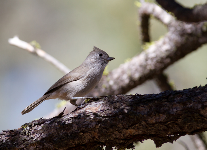 An Oak Titmouse in Santa Barbara Co., California (10/1/2011). Photo by Bill Hubick.