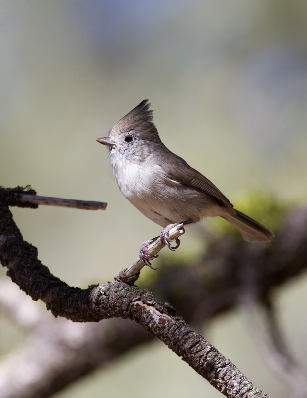 An Oak Titmouse in Santa Barbara Co., California (10/1/2011). Photo by Bill Hubick.